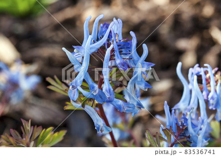 Corydalis flexuosa 'China Blue' Corydalis flexuosa 'China Blue' 83536741