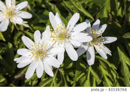 Anemone nemorosa 'Monstrosa' Anemone nemorosa 'Monstrosa' 83536768