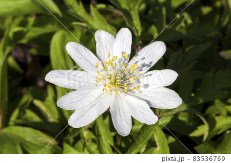 Anemone nemorosa 'Monstrosa' Anemone nemorosa 'Monstrosa' 83536769