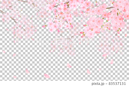 美麗華麗的櫻花盛開,花瓣飄揚,春天水彩白色背景矢量圖 美麗華麗的櫻花盛開,花瓣飄揚,春天水彩白色背景矢量圖 83537131