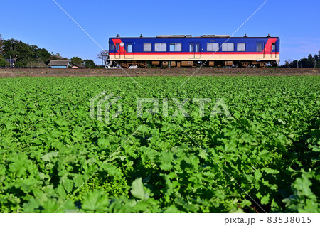 鹿島臨海鉄道と大根畑 鹿島臨海鉄道と大根畑 83538015
