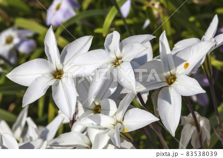 Allium moly 'Jeannine' a spring flowering plant Allium moly 'Jeannine' a spring flowering plant 83538039