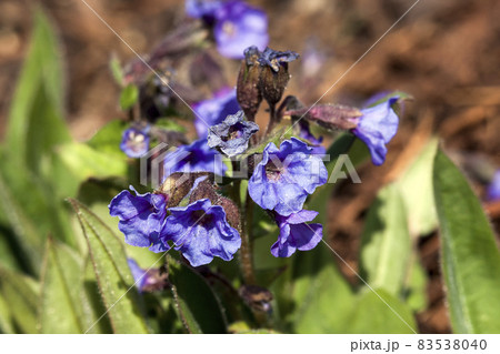 Pulmonaria 'Blue Ensign' Pulmonaria 'Blue Ensign' 83538040