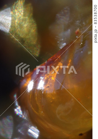 桜の樹液(琥珀の種) 桜の樹液(琥珀の種) 83538700