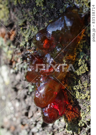 桜の樹液（琥珀の種） 83538714