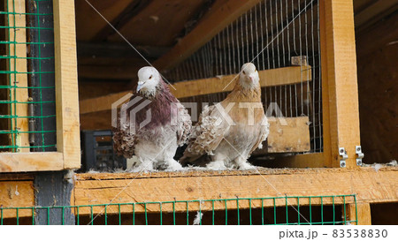 Couple of brown curly pigeon sitting in arranged space from wood, in a cage with an open gate. Special breed and very cute. Concept of peace, love and care to pigeons. Couple of brown curly pigeon sitting in arranged space from wood, in a cage with an open gate. Special breed and very cute. Concept of peace, love and care to pigeons. 83538830