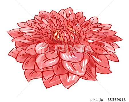 タイトルやちょっとした挿絵に使える正月の金屏風の前に飾られる縁起のいい赤い菊のイラスト素材