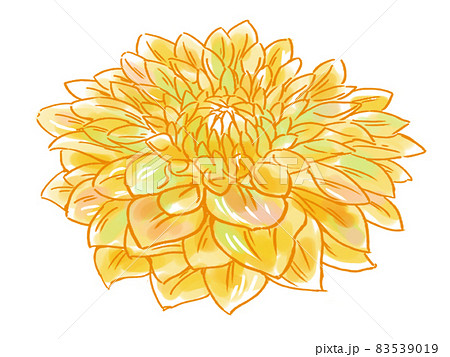 タイトルやちょっとした挿絵に使える正月の金屏風の前に飾られる縁起のいい黄色の菊のイラスト素材