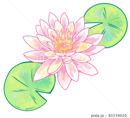 水面に咲く美しい睡蓮② 83539020