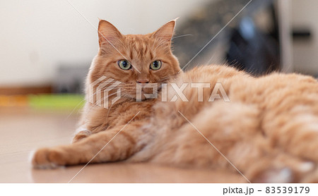 見つめる猫 茶トラ猫の写真素材