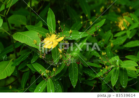 ビヨウヤナギ ビヨウヤナギ 83539614