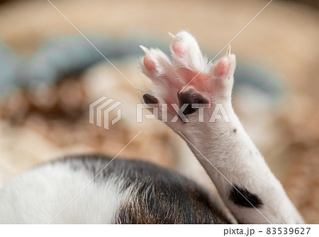 可愛い肉球 キジトラ猫 可愛い肉球 キジトラ猫 83539627