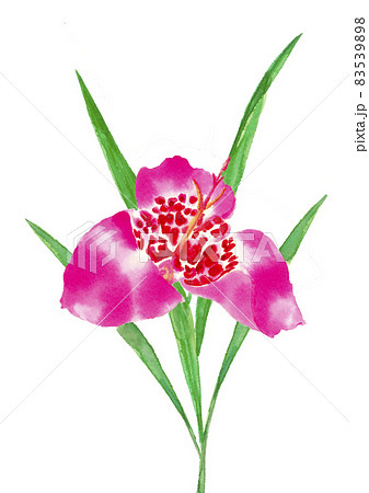 鮮やかなピンクの虎百合 トラユリ チグリジア【手描き水彩画】白バック  83539898