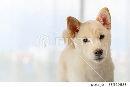 White Shiba Inu Japanese pedigree adorable puppy staying on bed in bedroom. Pet Lover concept. animal portrait with copy space White Shiba Inu Japanese pedigree adorable puppy staying on bed in bedroom. Pet Lover concept. animal portrait with copy space 83540683