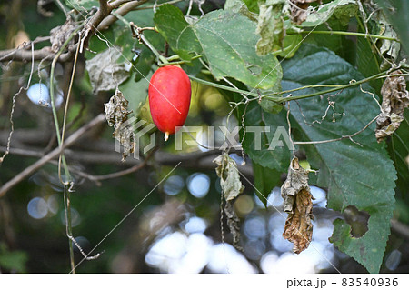 カラスウリ（烏瓜） 83540936