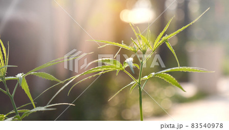 Green Marijuana tree cannabis plant narcotic herbal in greenhouse. Hemp leaf made cannabis crude oil medicine farm on sun light. CBC, THC herb agriculture Weed leaf Drug, medicine healthcare concept 83540978