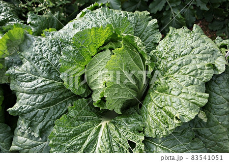 白菜 新鮮 野菜 83541051
