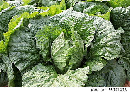 白菜 野菜 農業 83541058