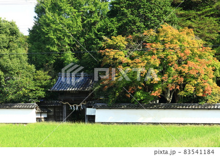 小さな天満宮の紅葉 83541184