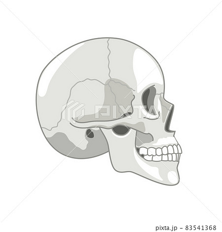 Halftone simple skull. Skeleton head profile halfstone picture, human anatomy death cranium side view vector symbol Halftone simple skull. Skeleton head profile halfstone picture, human anatomy death cranium side view vector symbol 83541368