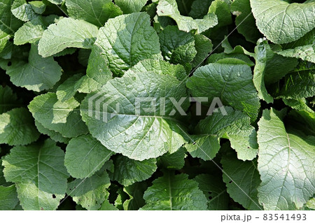 新鮮 野菜 葉 83541493