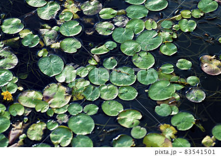 水面を覆うウキクサ 83541501