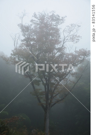 秋の濃霧中の木《北杜市》 秋の濃霧中の木《北杜市》 83541556