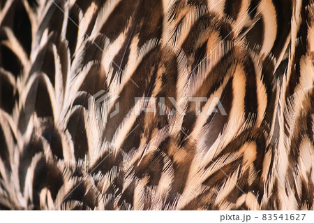 Background from bird feathers close-up. Wild duck wing. Texture for design. Background from bird feathers close-up. Wild duck wing. Texture for design. 83541627