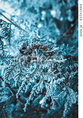 Plants in hoarfrost close-up on a mystical dark blue background. The beginning of winter, the first frost. 83541664
