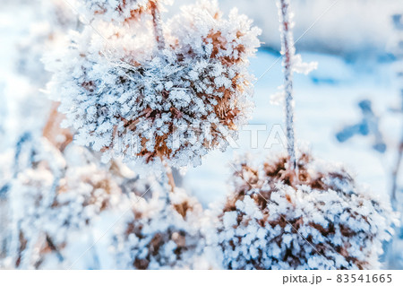 Plants in hoarfrost close-up on a mystical dark blue background. The beginning of winter, the first frost. 83541665