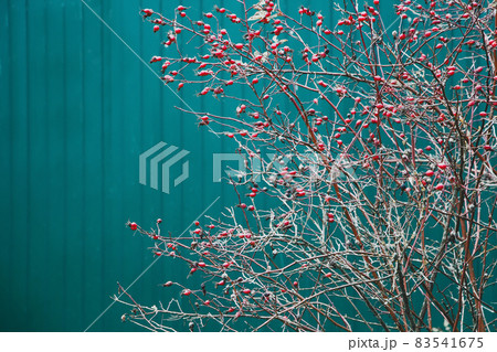 Branches with rose hips in the snow. 83541675