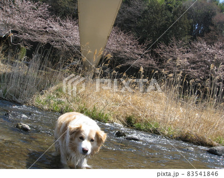 愛犬 愛犬 83541846