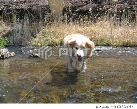 愛犬 83541847