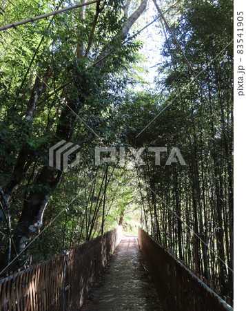 台湾の幻想的な竹林を通り抜ける一本道 83541905