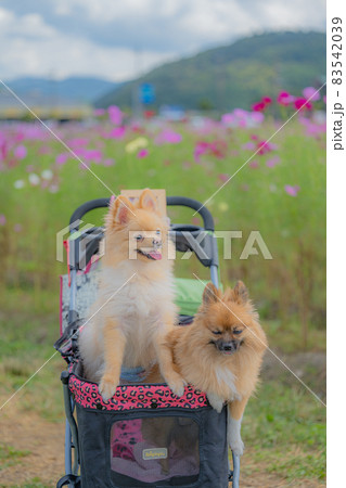コスモス畑のポメラニアン 83542039