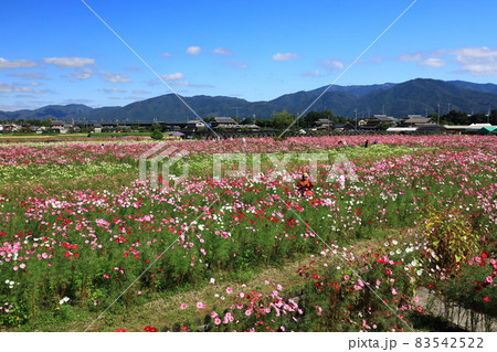 亀岡夢コスモス園 亀岡夢コスモス園 83542522
