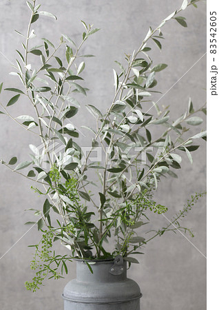 シルバーリーフ　ヤナギバグミ 83542605