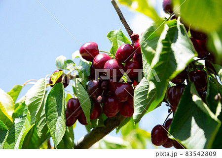 Cherries on tree in orchard 83542809