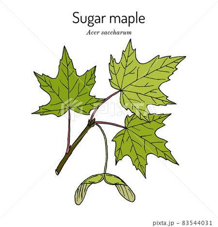 Sugar maple acer saccharum , state tree of New York, Vermont, West Virginia, Wisconsin 83544031