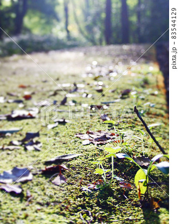 木漏れ日あふれる森林公園 83544129