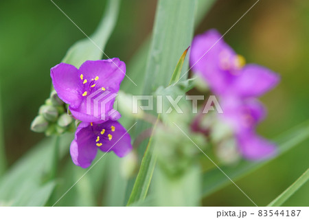 朝の庭に咲くムラサキツユクサの花 朝の庭に咲くムラサキツユクサの花 83544187