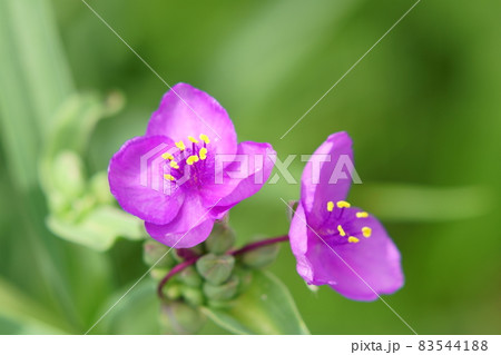 朝の庭に咲くムラサキツユクサの花 83544188
