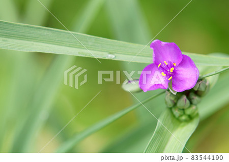 朝の庭に咲くムラサキツユクサの花 83544190