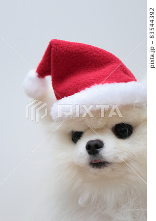 サンタクロースの帽子を被ったポメラニアン 83544392