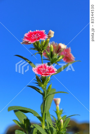 ナデシコ　青空　 83544530