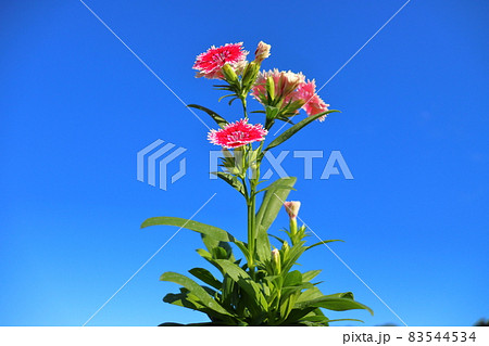 ナデシコ 青空 ナデシコ 青空 83544534
