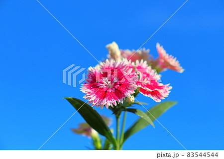 ナデシコ　青空　 83544544