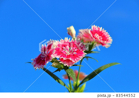 ナデシコ 青空 ナデシコ 青空 83544552