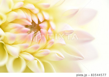ダリア・花のクローズアップ 83544577