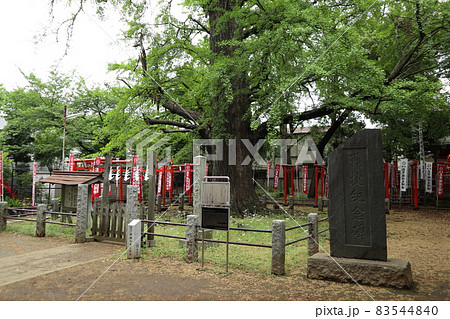 鬼子母神の御神木 鬼子母神の御神木 83544840